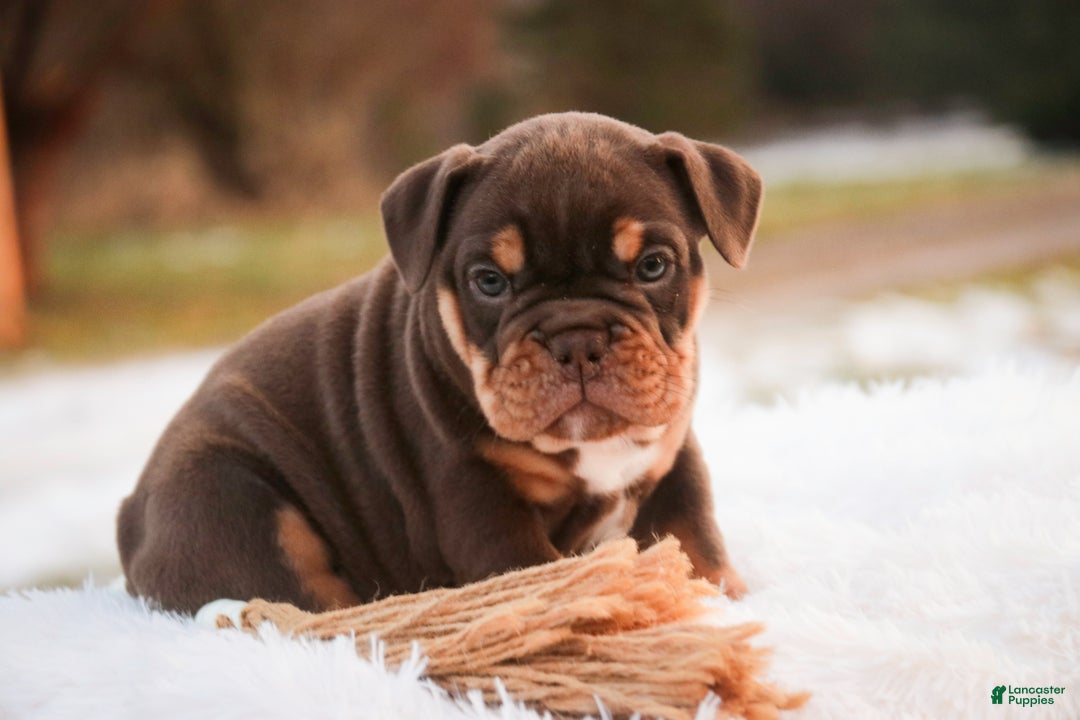 English Bulldog dogs for sale: Glamour - Ad 5