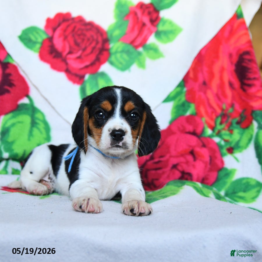 Beaglier dogs Lassie - Ad 2