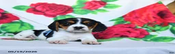 Beaglier dogs for sale: Lassie - Ad 2