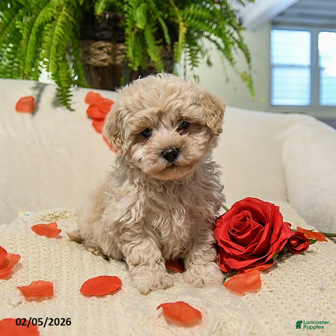 Maltipoo dogs for sale: Ann - Ad 1
