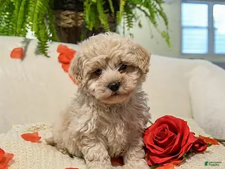 Maltipoo dogs Ann - Ad 6