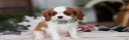 Cavalier King Charles Spaniel dogs for sale: Landon - Ad 5