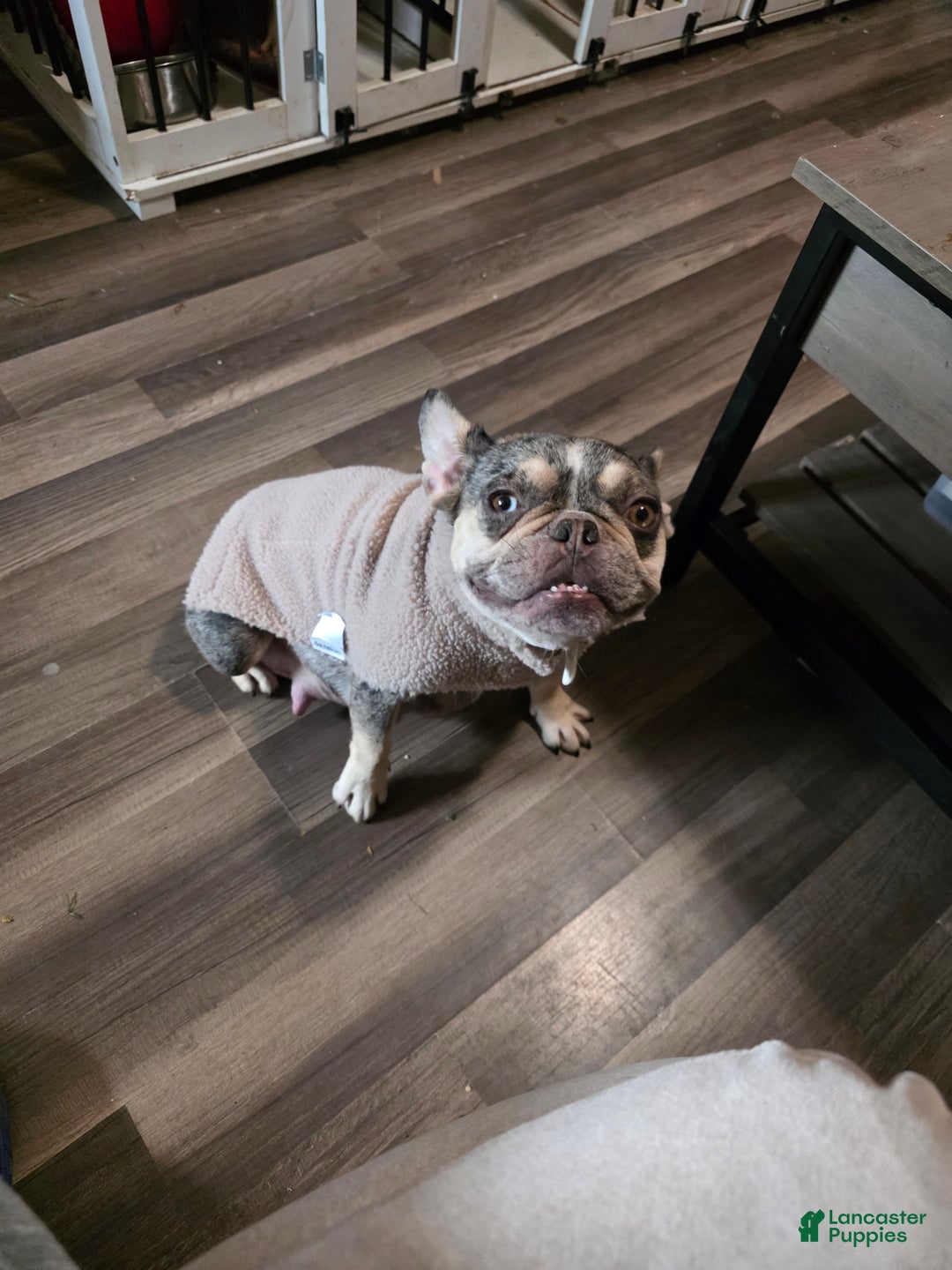 Gallery Image {{count}}