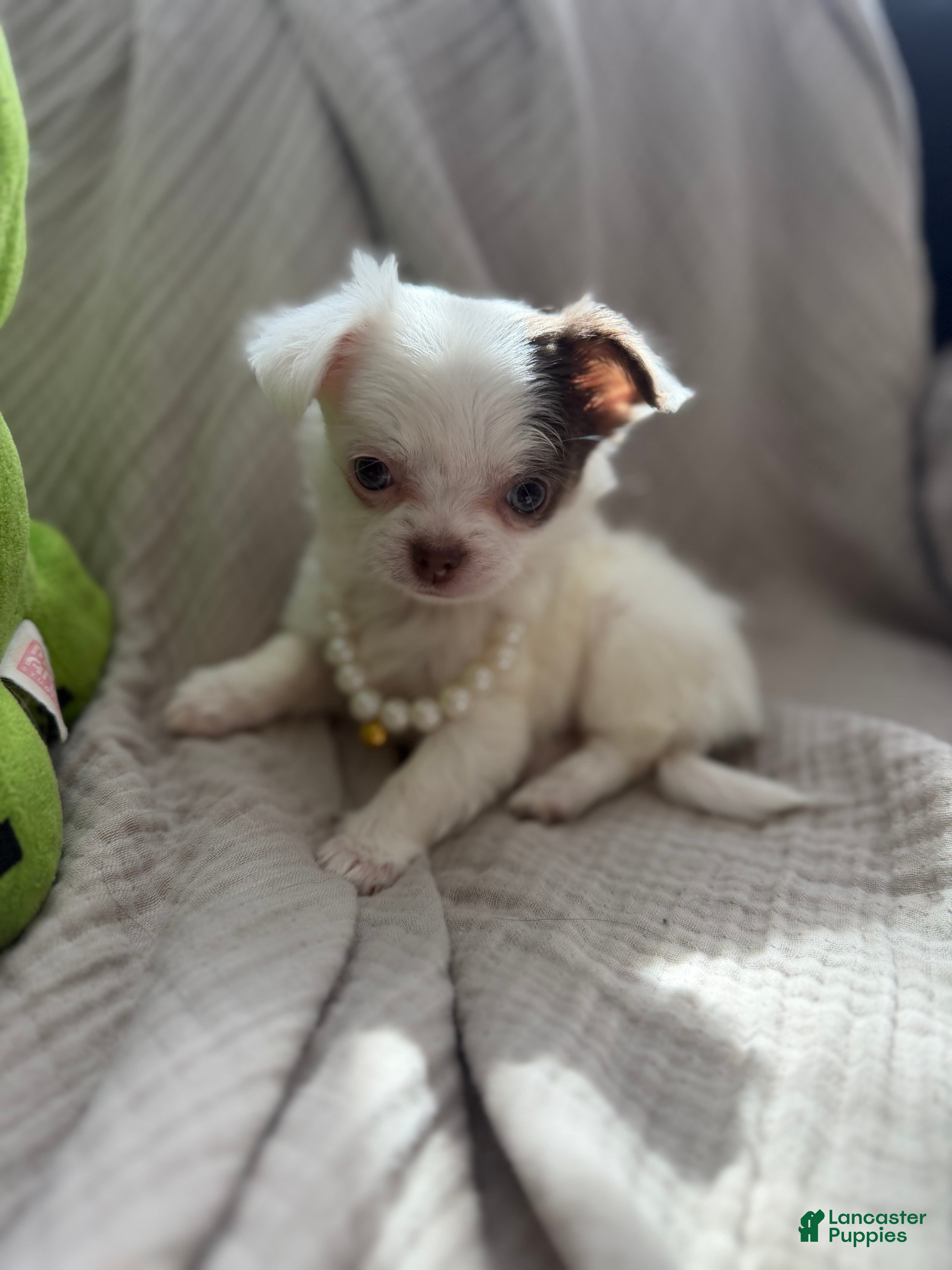 Chihuahua dogs CKC long haired female  - Ad 1