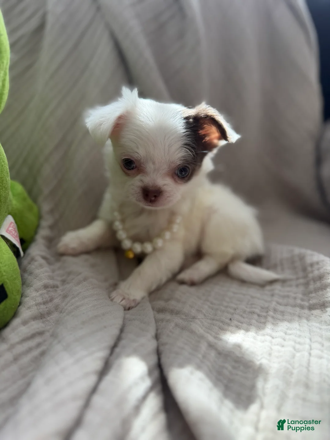 Chihuahua dogs for sale: CKC long haired female  - Ad 1