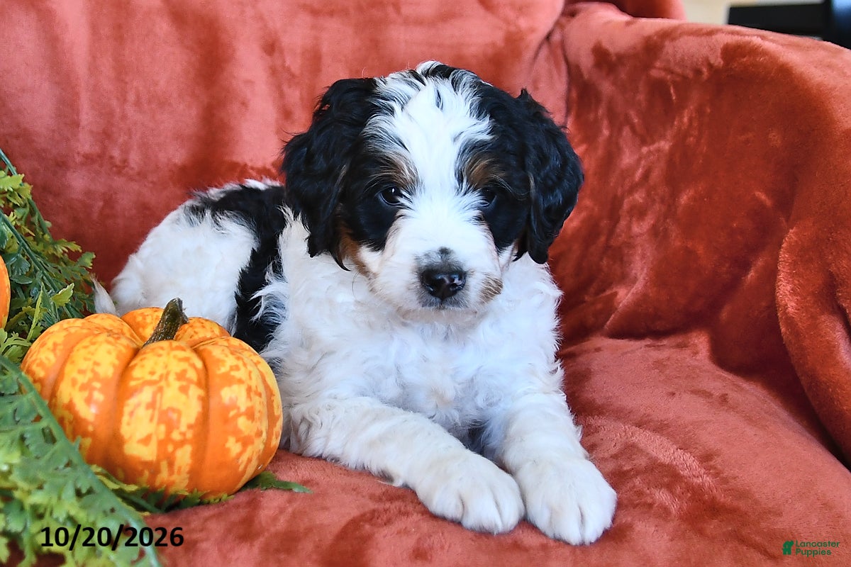 Bernedoodle dogs Buttercup - Ad 2