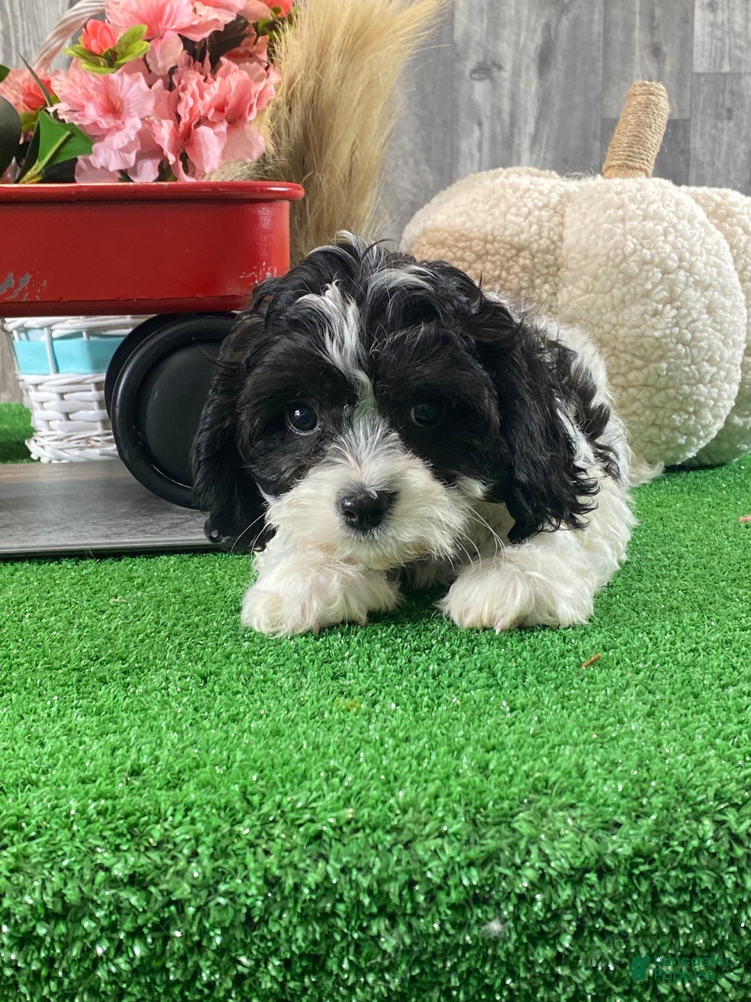 Cavachon dogs for sale: Vincent - Ad 5