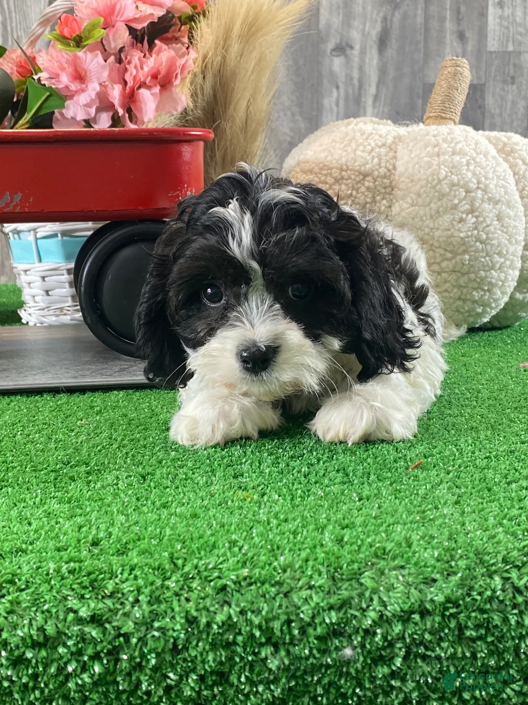 Cavachon dogs for sale: Vincent - Ad 5