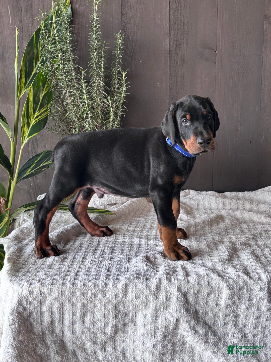 Doberman Pinscher dogs for sale: Tango - Ad 3