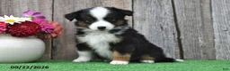 Miniature Australian Shepherd dogs for sale: Raine - Ad 3