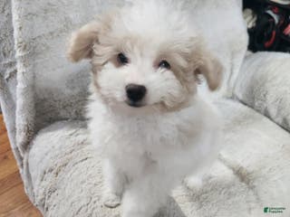 Pomapoo dogs Chole - Ad 30