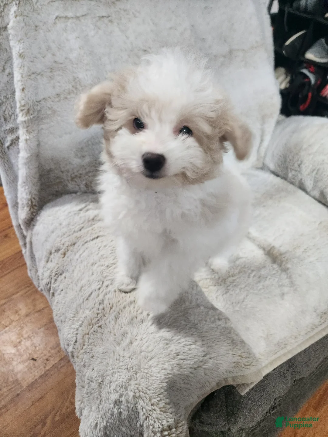 Pomapoo dogs for sale: Chole - Ad 3