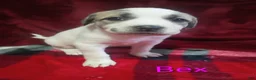 Mixed Breed dogs for sale: Bex - Ad 4