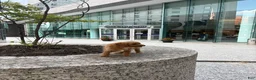 Cavapoo dogs for sale: Daisy - Ad 3