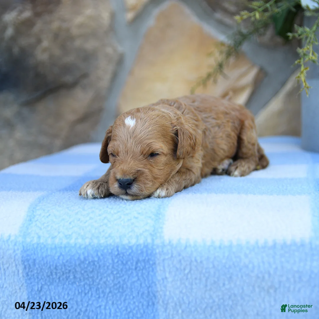 Cavapoo dogs for sale: Scooter - Ad 5