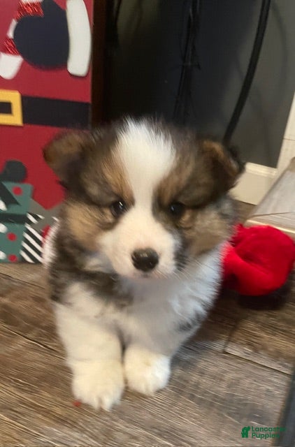 Welsh Corgi Pembroke dogs Welsh Corgi Pembroke Puppy 1 - Ad 41