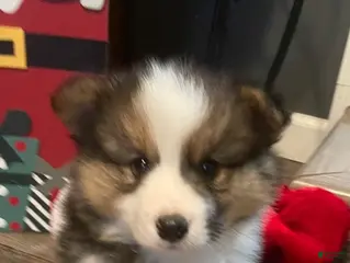 Welsh Corgi Pembroke dogs Welsh Corgi Pembroke Puppy 1 - Ad 41