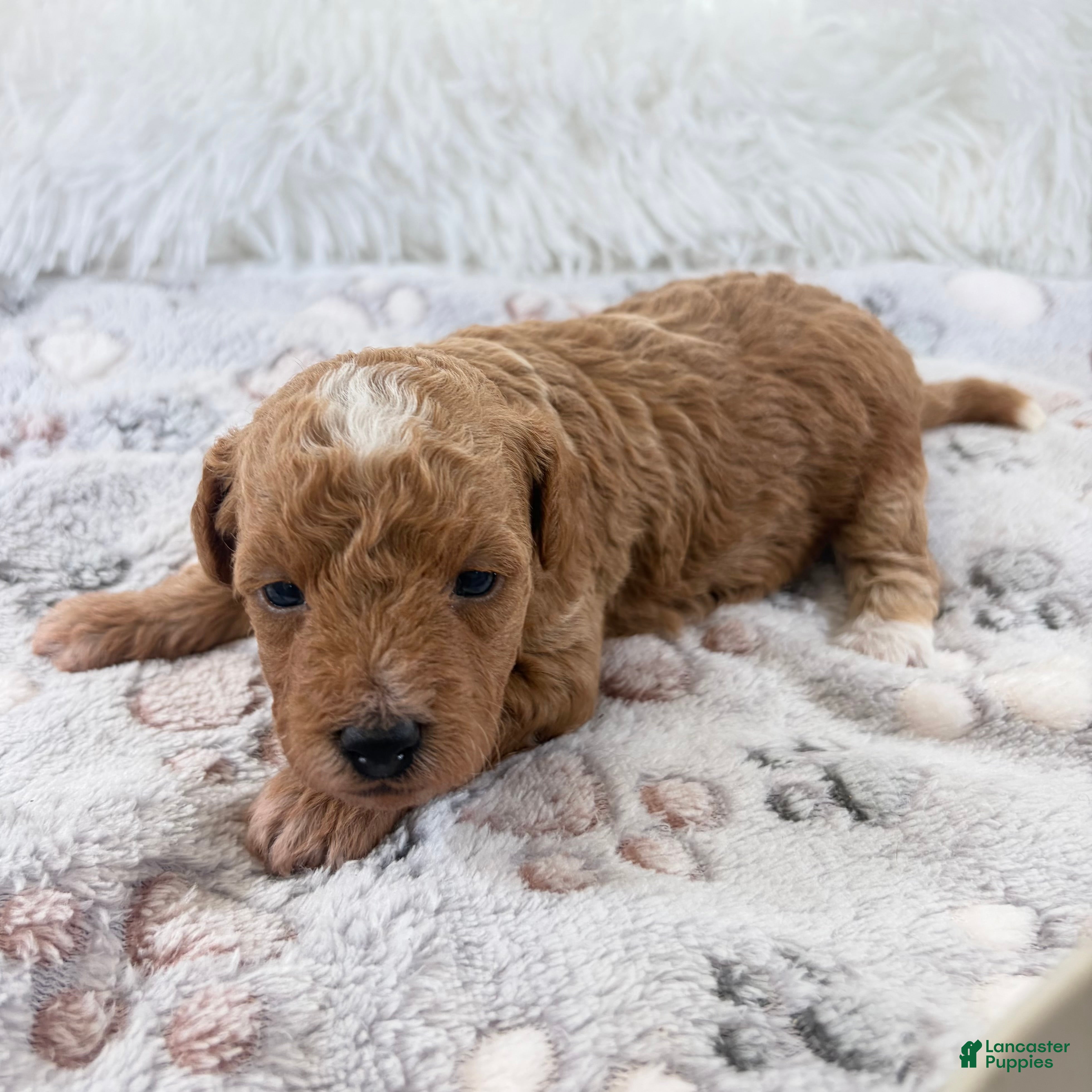 Toy Poodle dogs Willa - Ad 3