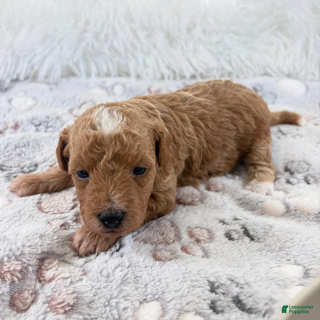 Toy Poodle dogs for sale: Willa - Ad 1