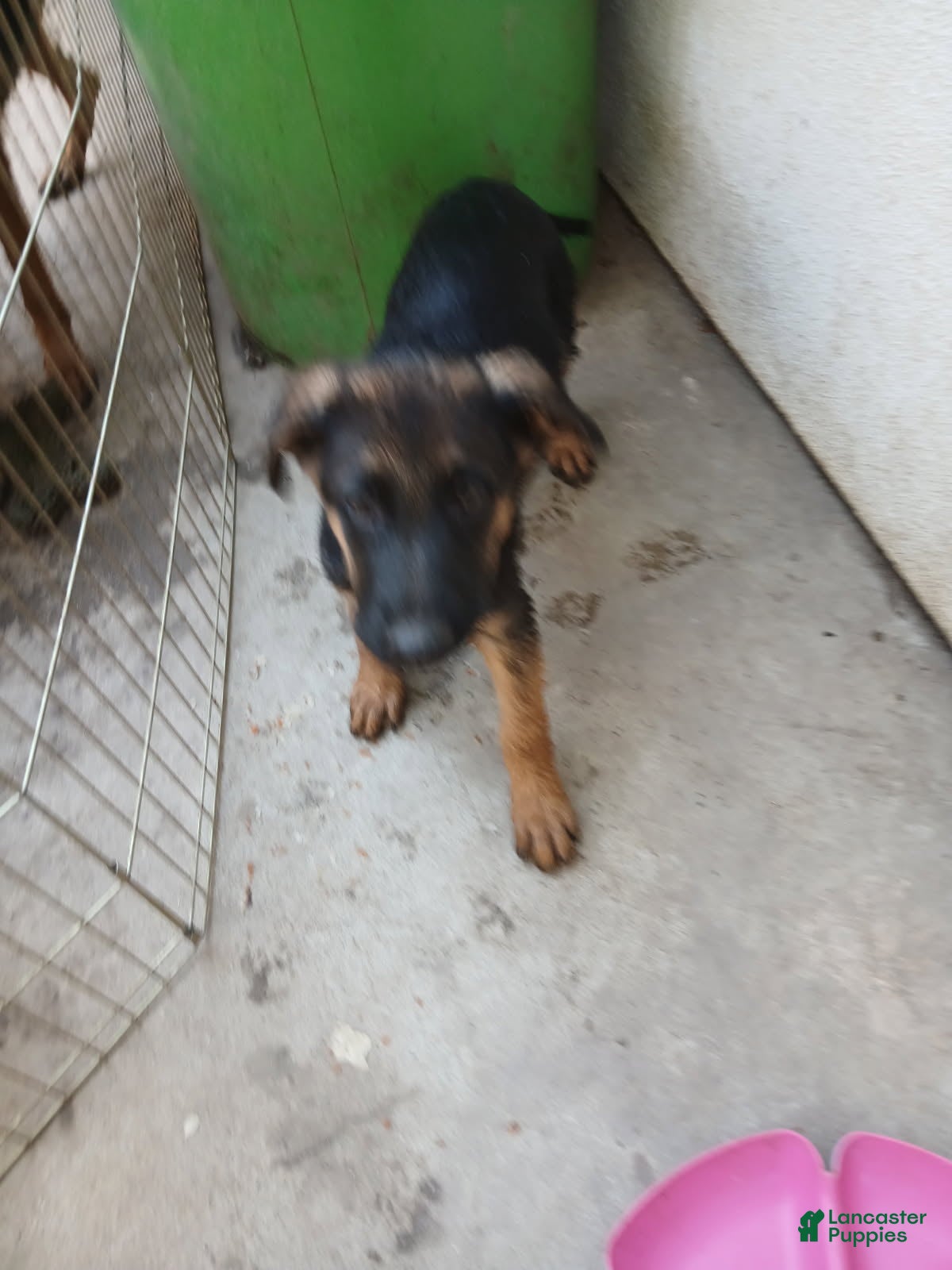 German Shepherd dogs Boy - Ad 2
