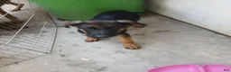 German Shepherd dogs for sale: Boy - Ad 2