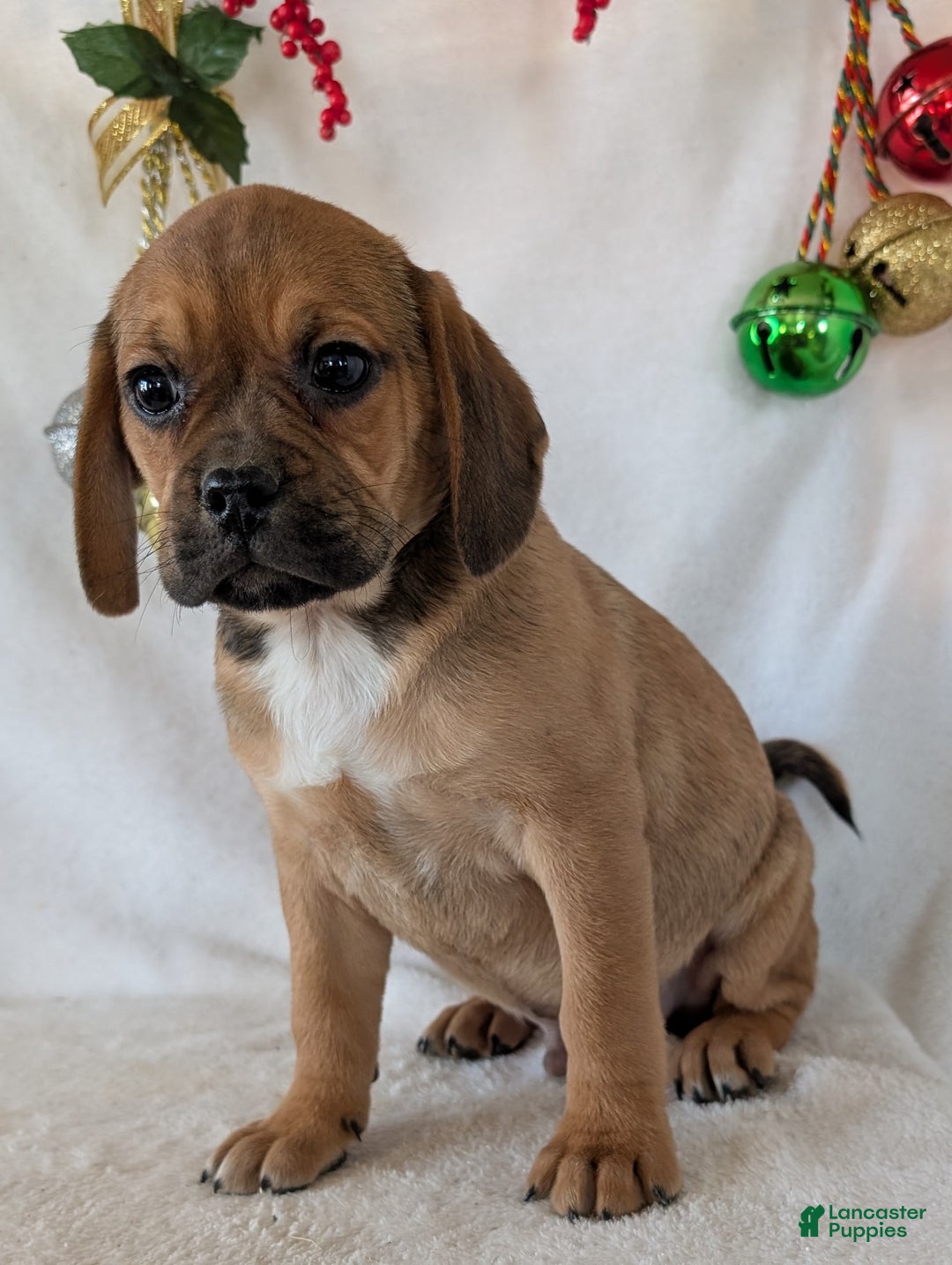 Puggle dogs for sale: Chuck  - Ad 9