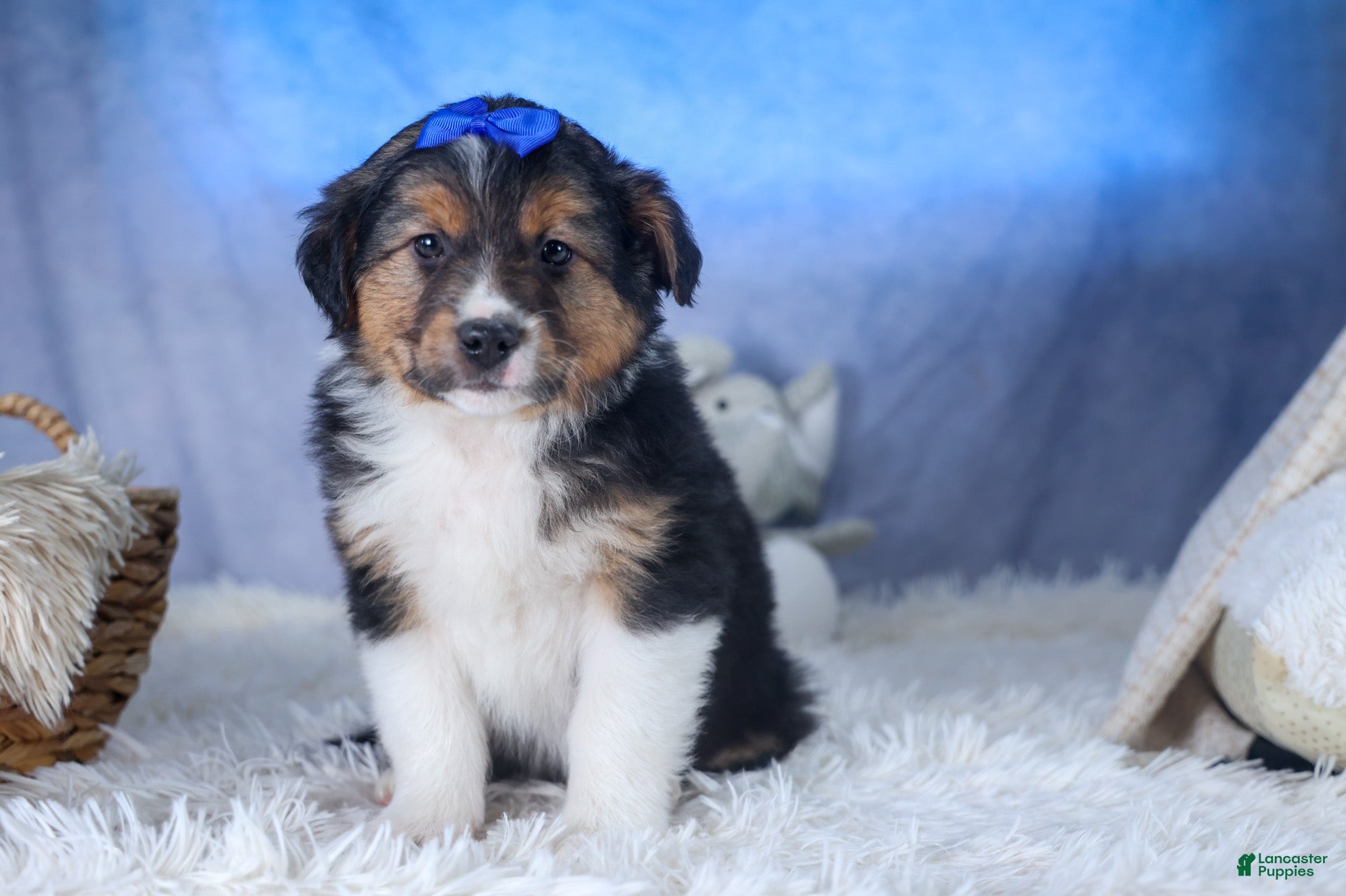 Mixed Breed dogs Buster - Ad 1