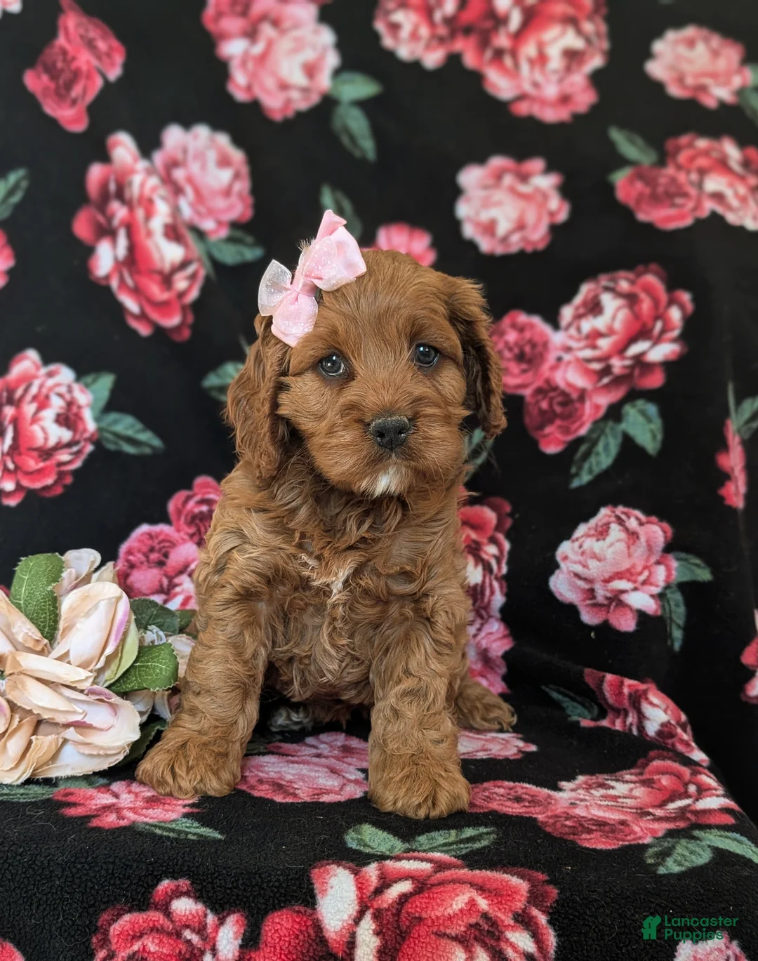 Cockapoo dogs for sale: Lilian - Ad 2