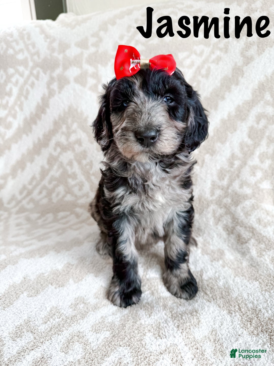 Aussiedoodle dogs for sale: Jasmine - Ad 3