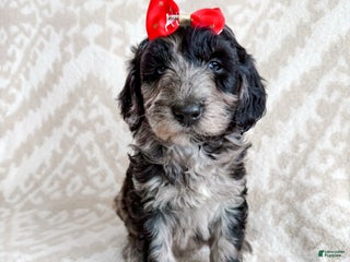 Aussiedoodle dogs Jasmine - Ad 21