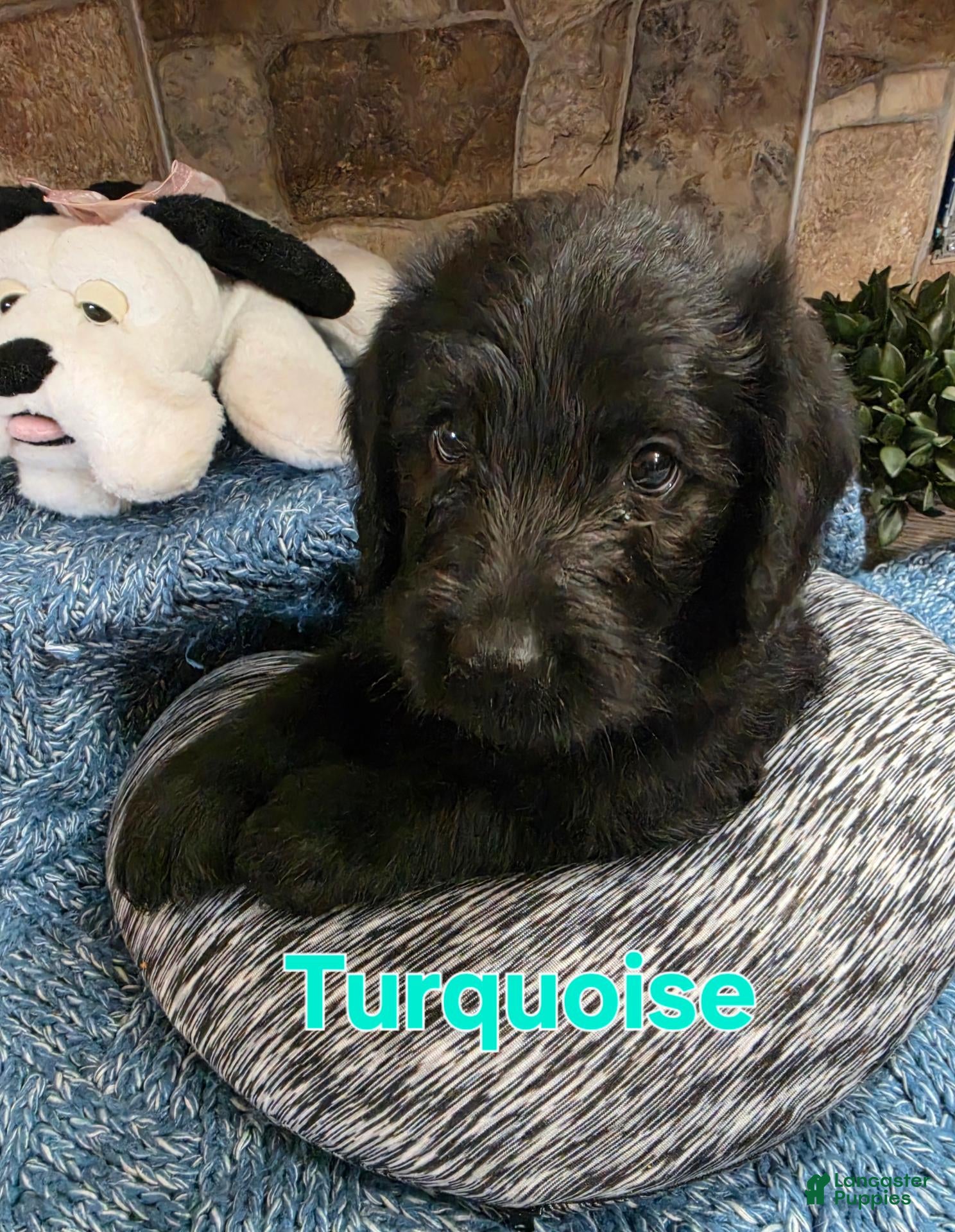 Mixed Breed dogs Turquoise  - Ad 1