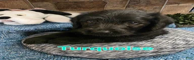 Turquoise 