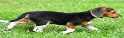 Beagle dogs for sale: Vicki - Ad 4