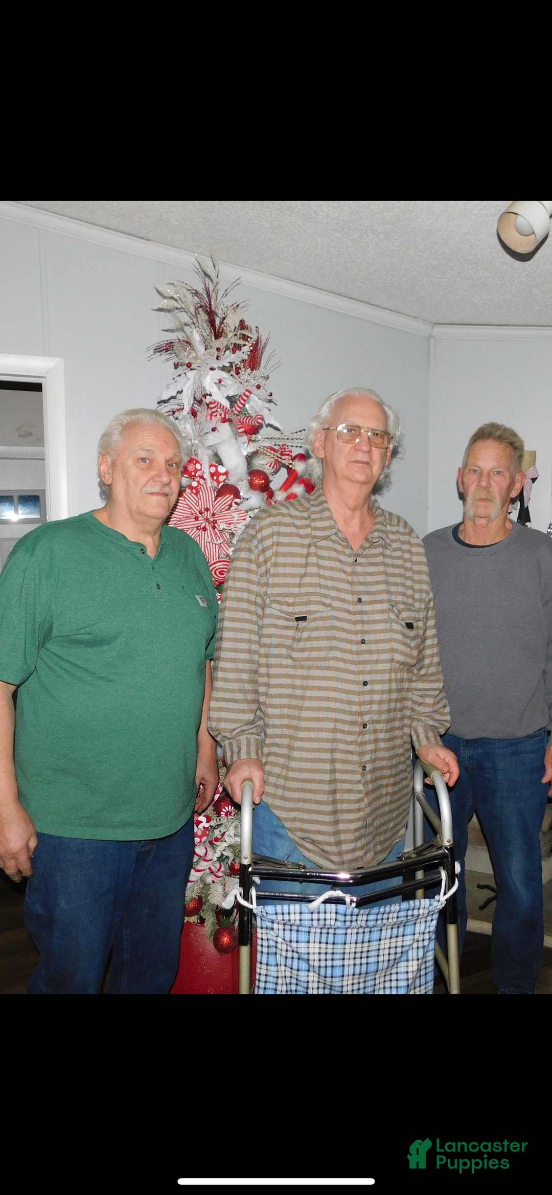 Shorkie dogs for sale: Shorkie Puppy 3 - Ad 6