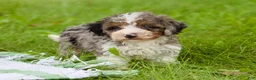 Mini Bernedoodle dogs for sale: Sunny  - Ad 2