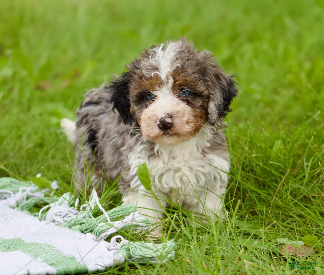 Mini Bernedoodle dogs for sale: Sunny  - Ad 2