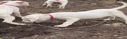 Dogo Argentino dogs for sale: Neon pink collar female - Ad 5