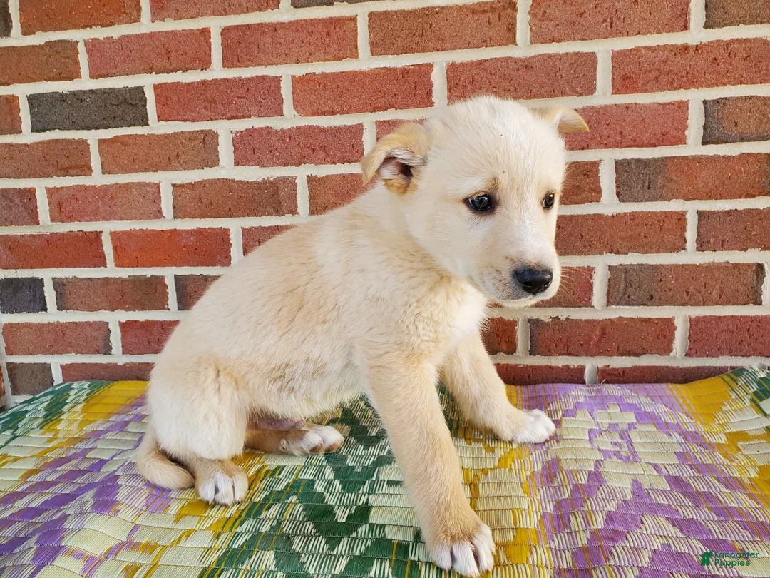 Mixed Breed dogs for sale: Henry - Ad 5