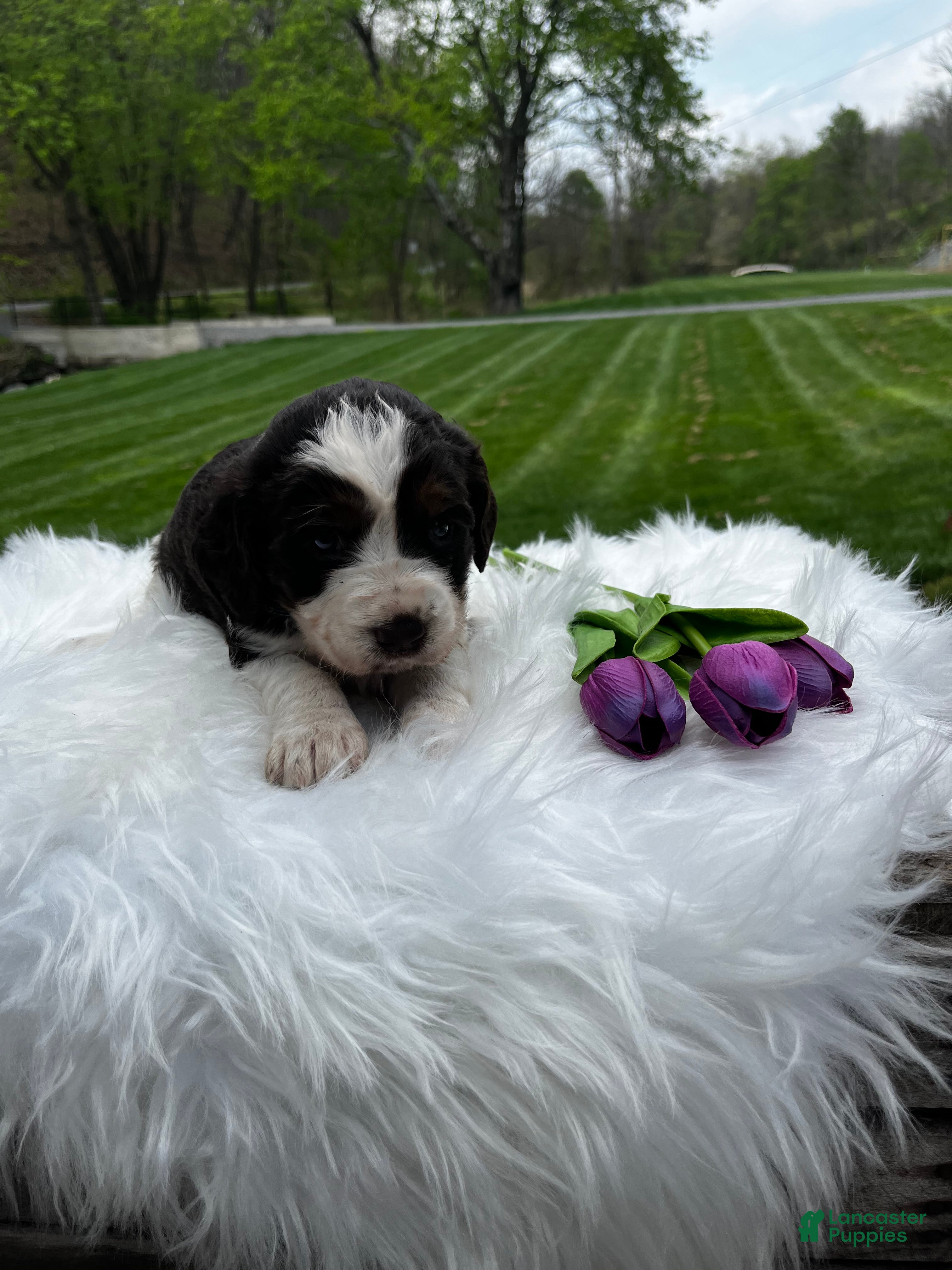 English Springer Spaniel dogs Poppy - Ad 1