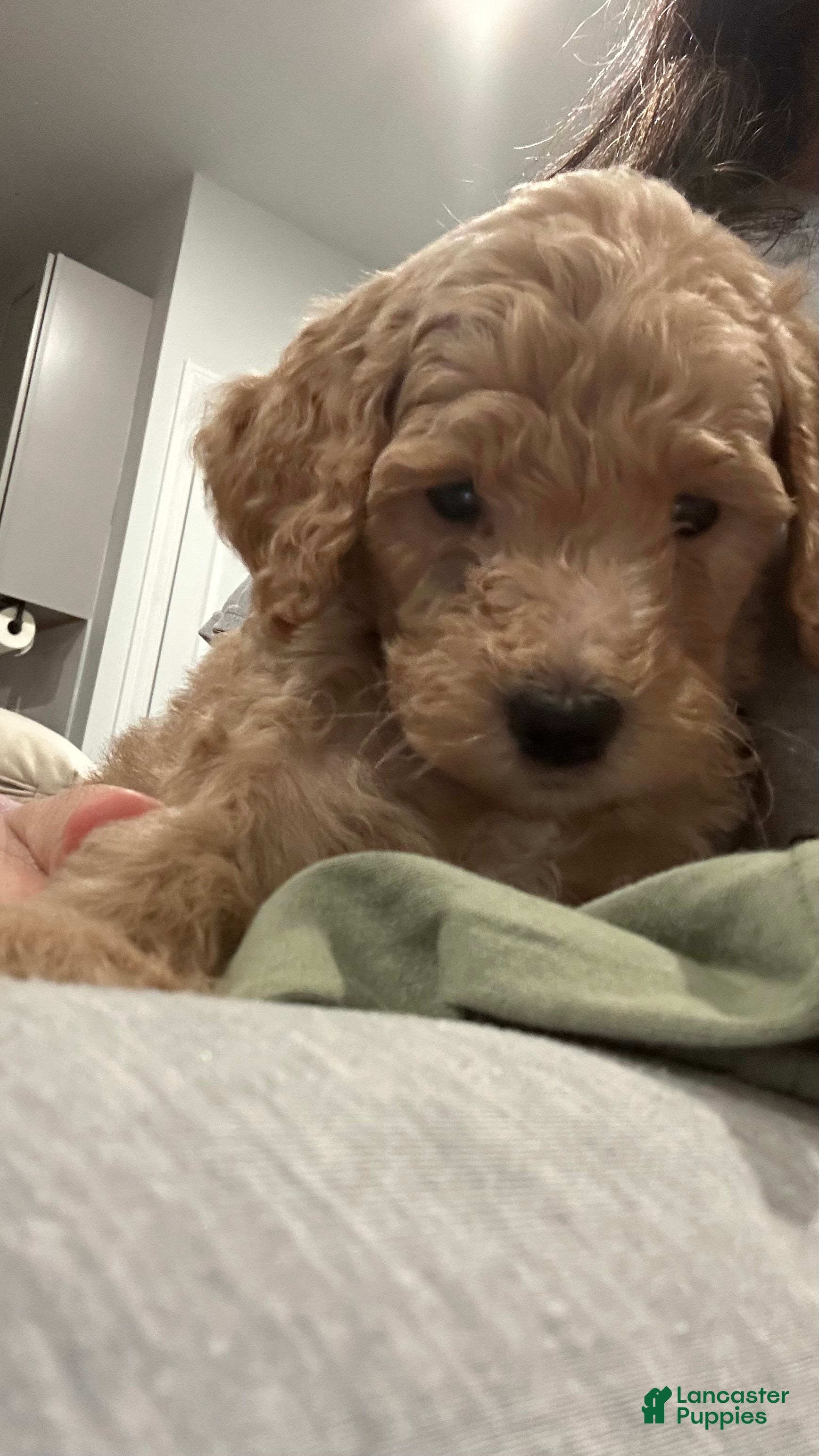 Mini Goldendoodle dogs Chanel  - Ad 1