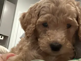 Mini Goldendoodle dogs Chanel - Ad 31