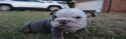 English Bulldog dogs for sale: Scar - Ad 1