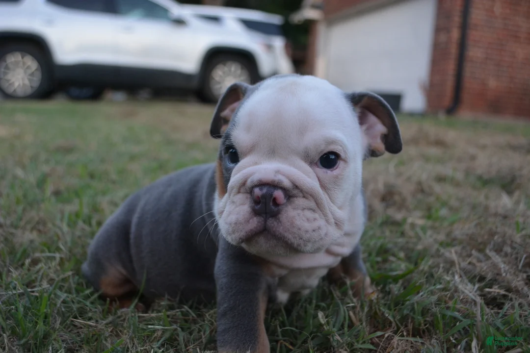 English Bulldog dogs for sale: Scar - Ad 1