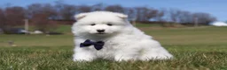 Samoyed dogs for sale: Koda - Ad 9