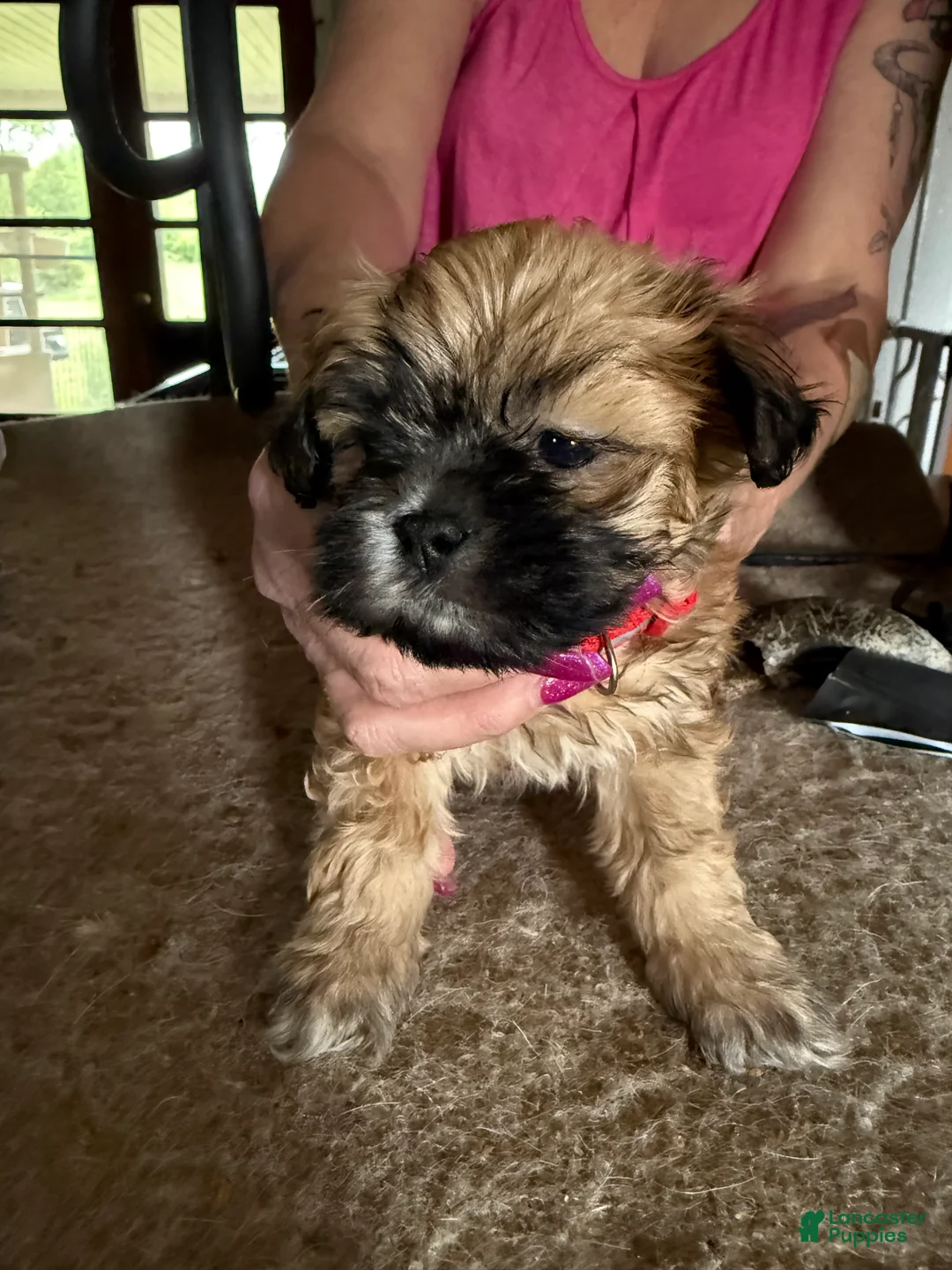 Lhasa Apso dogs for sale: Lhasa Apso Puppy 4 - Ad 1