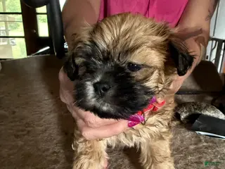 Lhasa Apso dogs Lhasa Apso Puppy 4 - Ad 21