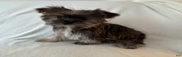 Shorkie dogs for sale: Skip - Ad 4