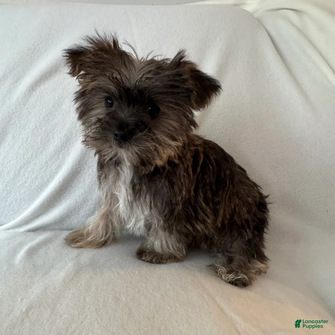 Shorkie dogs for sale: Skip - Ad 4