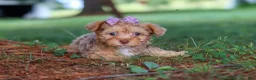 Yorkiepoo dogs for sale: Zoey - Ad 4