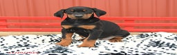 Doberman Pinscher dogs for sale: Harmony - Ad 8